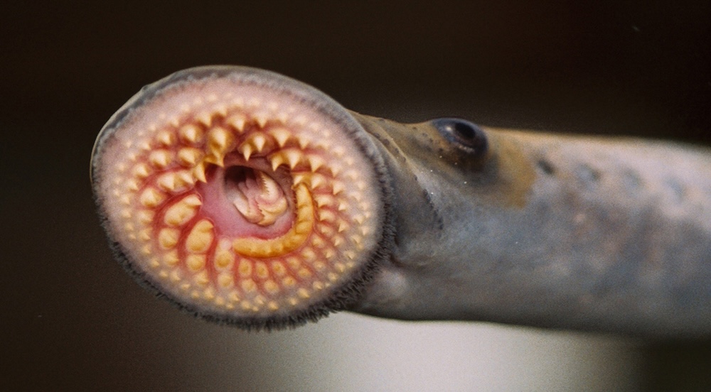 Photo of lamprey up close, attached to a piece of glass, its rows of teeth visible.