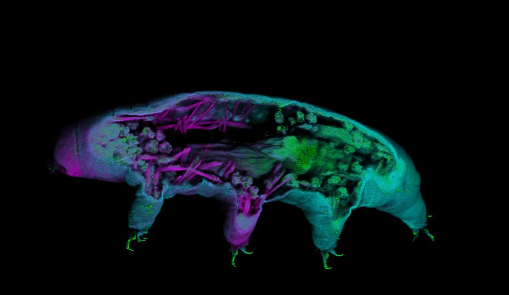 Microscopy of a tardigrade, with a black background, and the tardigrade has 4 of its legs visible, its body shades of purple and green.